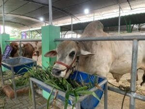 Pemkab Bojonegoro Gelar Kontes dan Pameran Ternak