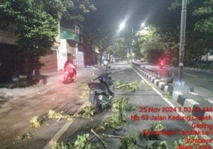 Pohon Tumbang di Jalan Kedung Cowek, Pimpinan Redaksi Media Jadi Korban, DLH Surabaya Bungkam