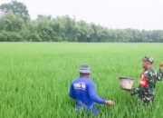 Dukung Program Ketahanan Pangan, Babinsa Koramil Balen Bojonegoro Bantu Petani Rawat Tanaman Padi