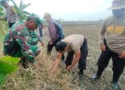 Koramil Turi Bersama Dinas Terkait dan Warga Laksanakan Gerakan Pengendalian Hama Tikus