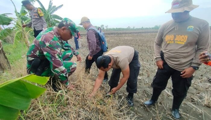 Koramil Turi Bersama Dinas Terkait dan Warga Laksanakan Gerakan Pengendalian Hama Tikus