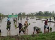 Kodim Lamongan kerahkan Babinsanya Dalam Bantu Petani Wujudkan Ketahanan Pangan