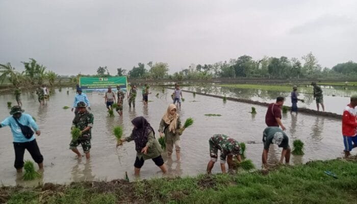 Kodim Lamongan kerahkan Babinsanya Dalam Bantu Petani Wujudkan Ketahanan Pangan