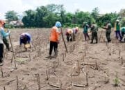 Babinsa Koramil Sumberrejo Bojonegoro Bantu Petani Tanam Jagung