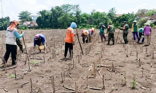 Babinsa Koramil Sumberrejo Bojonegoro Bantu Petani Tanam Jagung