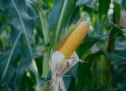 Mendekati Tahun Baru, Pembeli Jagung Meningkat