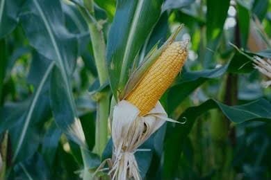 Mediacahayabaru.id Orbitnasional.com Bojonegorotimes.id Amunisinews.id 46