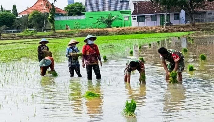 Perkuat Ketahanan Pangan, Babinsa Koramil Padangan Bojonegoro bantu Petani Tanam Padi