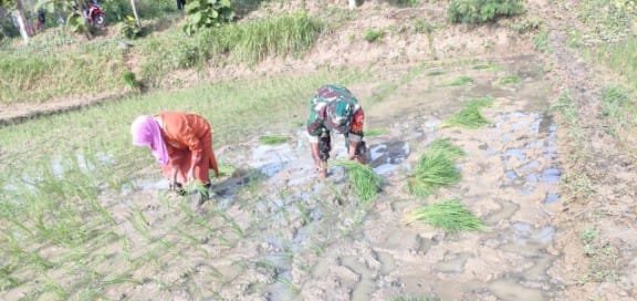 Sukseskan Program Pemerintah Ketahanan Pangan, Inilah yang Dilakukan Koramil Jajaran Kodim Lamongan