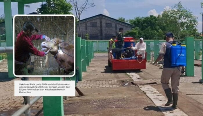Disnakkan Bojonegoro Terus Bergerak Tangani PMK, Imbau Peternak Sapi