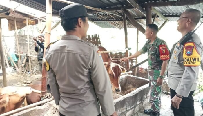 Cegah PMK Pada Sapi, Kapolsek Kanor Berikan Edukasi