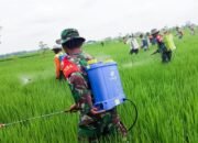 Dukung Ketahanan Pangan, Kelompok Tani Wotan, Babinsa Koramil Sumberrejo Bojonegoro dan Korluh gelar Gerdal Hama Padi