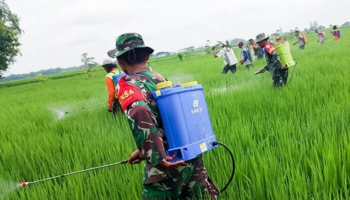 Dukung Ketahanan Pangan, Kelompok Tani Wotan, Babinsa Koramil Sumberrejo Bojonegoro dan Korluh gelar Gerdal Hama Padi