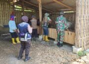 Babinsa Koramil Brondong Lamongan Dampingi Vaksinasi PMK di Desa Sendangharjo