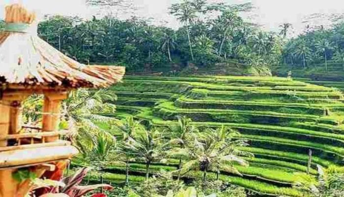 Menemukan Ketentraman di Ubud: Surga Seni dan Budaya Bali