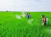 Dukung Ketahanan Pangan, Babinsa Koramil Kepohbaru Bojonegoro bantu Petani Desa Cengkir berantas OPT