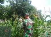 Wujudkan Ketahanan Pangan, Babinsa Kodim Lamongan Ini Beri Motivasi dan Pendampingan Kepada Petani