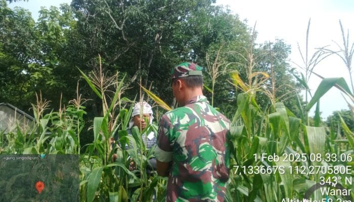 Wujudkan Ketahanan Pangan, Babinsa Kodim Lamongan Ini Beri Motivasi dan Pendampingan Kepada Petani