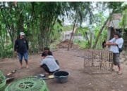 Polres Nganjuk Gerebek Lokasi Sabung Ayam di Baron