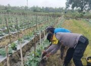 Dukung Ketahanan Pangan Nasional, Kapolsek Bojonegoro Kota Perintahkan Bhabinkamtibmas Dampingi Petani Semangka
