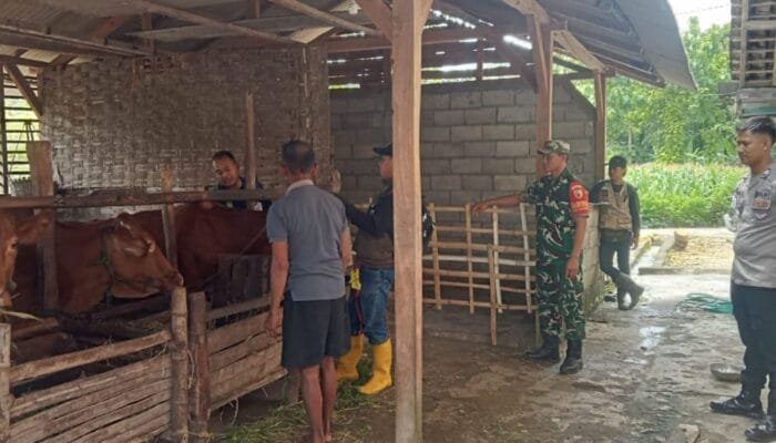 Putus Rantai PMK, Anggota Koramil Ngimbang Laksanakan Pendampingan Pemeriksaan Hewan Ternak
