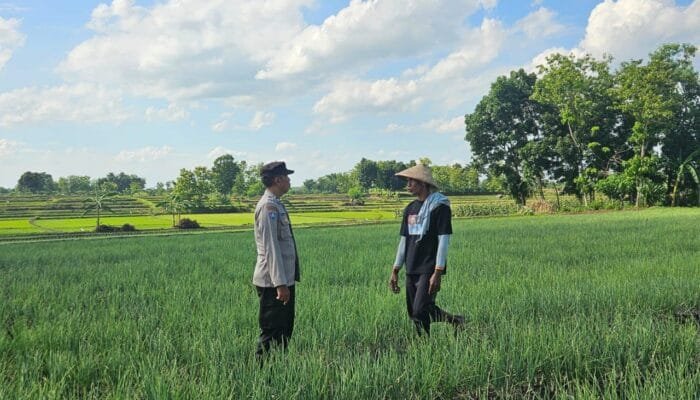 Dukung Ketahanan Pangan, Bhabinkamtibmas Polsek Kedungadem Patroli Dialogis di Tengah Petani