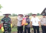 Polres Bojonegoro Turut Andil dalam Sukseskan Program Ketahanan Pangan Nasional Melalui Panen Raya Jagung