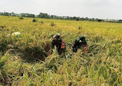 Babinsa Sumberrejo Turun ke Sawah, Bantu Petani Tlogohaji Panen Padi