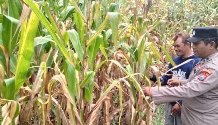 Polsek Gondang Mendukung Ketahanan Pangan, Kanit Binmas Dampingi Petani Panen Jagung