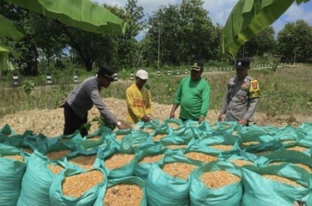 Kapolsek Pimpin Panen Jagung di Kedewan Berbuah Manis