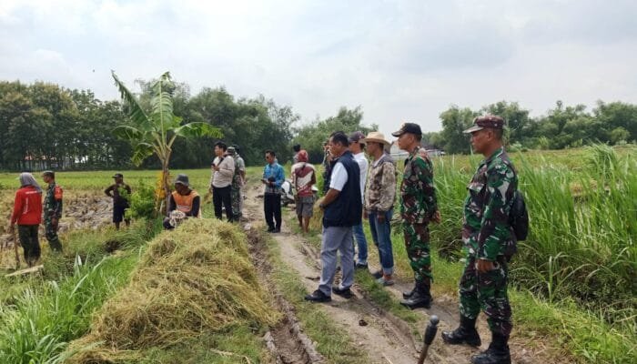 Langkah Sigap Jaga Lumbung Pangan, TNI Kawal Penyerapan Gabah Petani di Lamongan