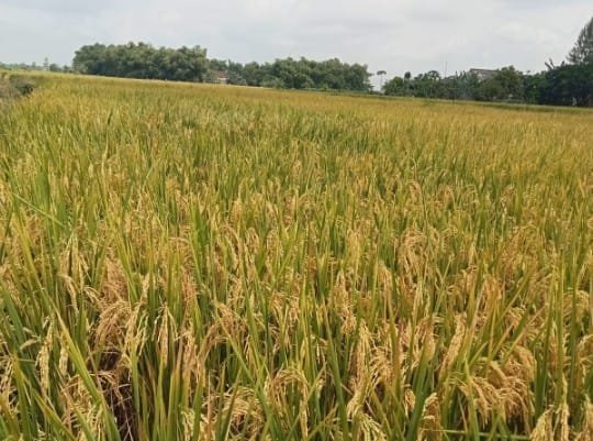 Janji Tinggal Janji, HPP Gabah Rp6.500 Hanya Mimpi di Bojonegoro