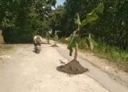 Aksi Heroik, Warga Bleboh Blora Tanam Pohon Pisang di Jalan