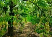 Berpetualang ke Dunia Agrowisata Bojonegoro yang Memikat