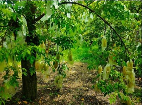 Berpetualang ke Dunia Agrowisata Bojonegoro yang Memikat