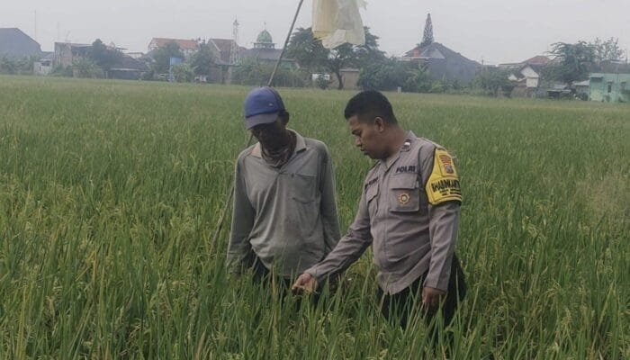 Aipda Dwi Pujoko Turun ke Sawah, Dampingi Petani Semanding Demi Panen Lebih Optimal