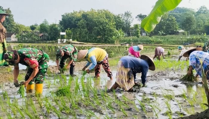 Babinsa Koramil Bubulan Turun ke Sawah, Dukung Petani dan Ketahanan Pangan di Bojonegoro