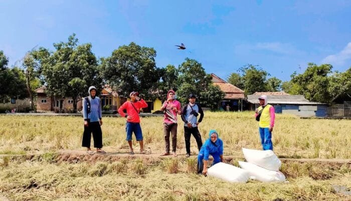 Pupuk Langka, Pemkab Bojonegoro Lempar Tanggung Jawab