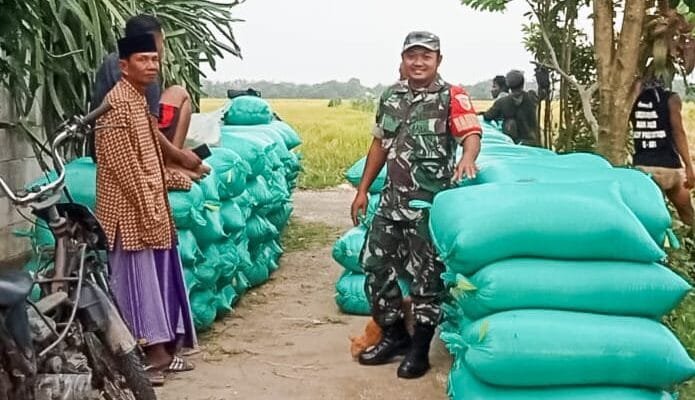 Babinsa Dander Dampingi Bulog Serap 20 Ton Gabah Petani Sendangrejo
