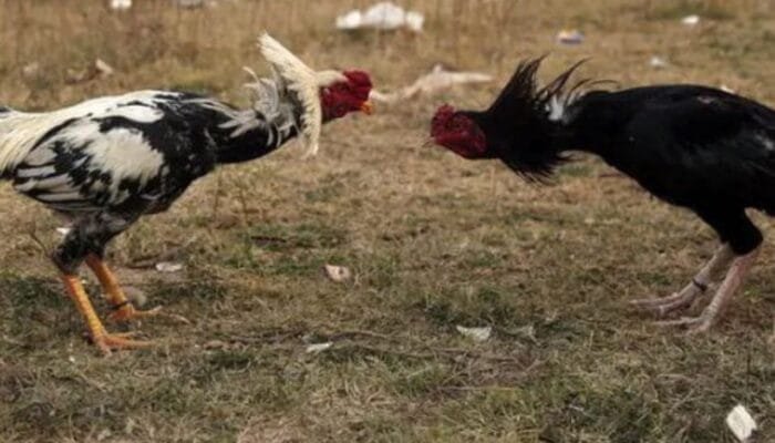 Sabung Ayam di Pedanganploso Lamongan Kian Merajalela