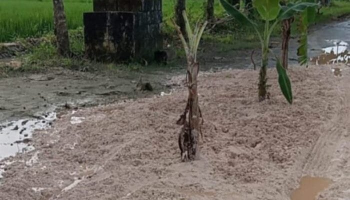 Rusak Belasan Tahun, Warga Desa Nglumber Bojonegoro Tanam Pisang di Tengah Jalan