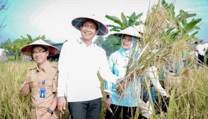 Padi Organik Angkat Ekonomi Petani Bojonegoro, Ini Buktinya