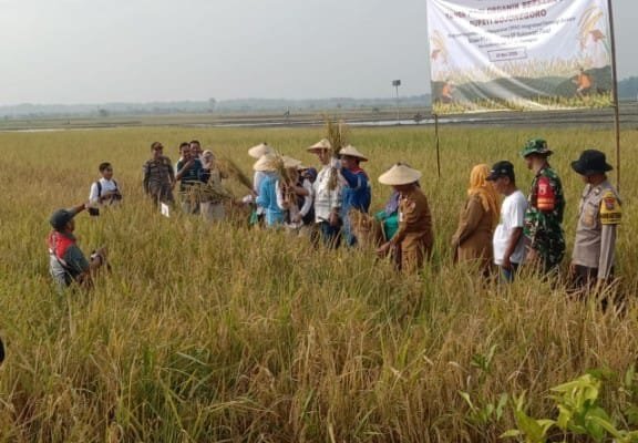 Panen Raya Padi Organik Sambiroto, Tiga Pilar Kompak Dukung Asta Cita