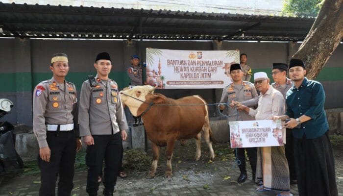 Idul Adha, Kapolda Jatim Kirim Sapi Kurban ke Ponpes Kediri