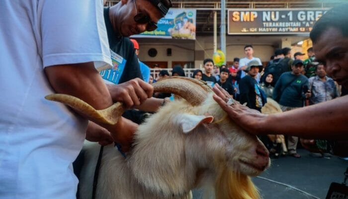 Arak-Arakan Kambing di Gresik Bikin Heboh Jelang Idul Adha