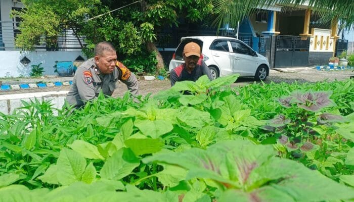 Bhabinkamtibmas Polsek Sedati Kunjungi Lahan Kangkung yang Tumbuh Subur, Dukung Ketahanan Pangan Warga