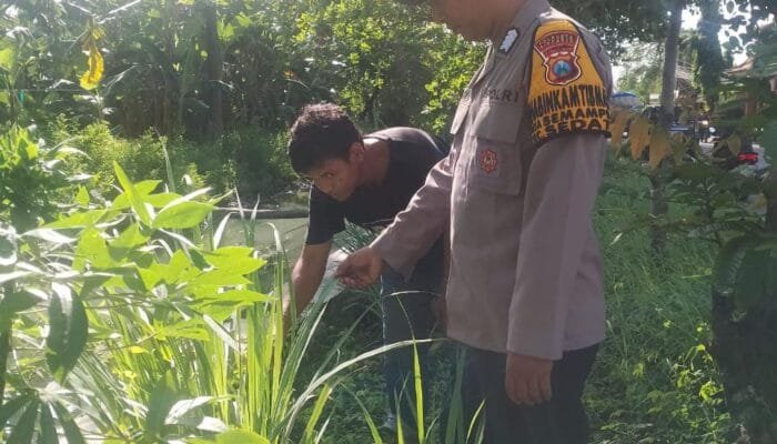 Manfaatkan Lahan Kosong, Warga Tanam Serai Polsek Sedati Beri Dukungan