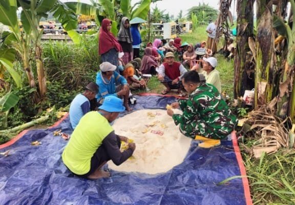 Tak Cuma Jaga NKRI, TNI Juga Jaga Sawah Warga Lamongan dari Tikus