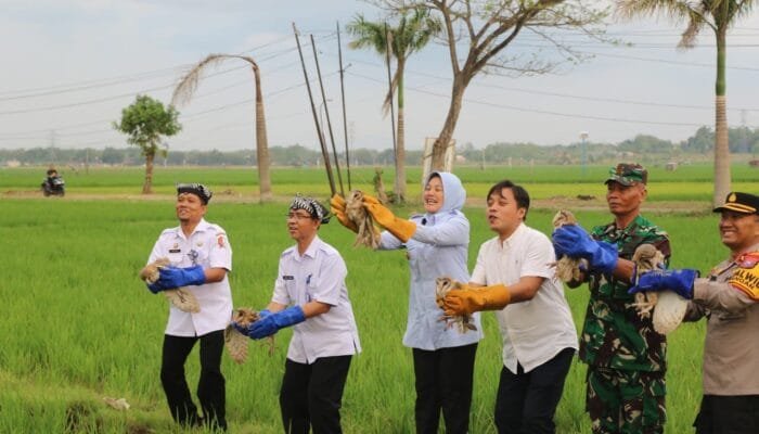 Burung Hantu Dilepas di Sawah Bojonegoro, Tikus Ketar-Ketir
