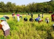 Panen Raya Bareng TNI, TMMD 125 Bojonegoro Turun ke Sawah